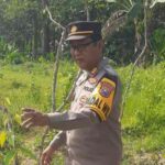Manfaatkan Lahan Produktif, Kapolsek Kudu Tinjau Progres Pertumbuhan Tanaman Uwi Ungu