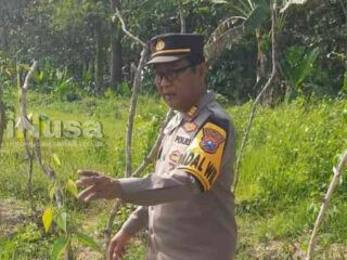 Manfaatkan Lahan Produktif, Kapolsek Kudu Tinjau Progres Pertumbuhan Tanaman Uwi Ungu